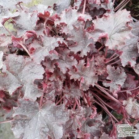 Buy Heuchera (Black Beauty)  online from Jacksons Nurseries.