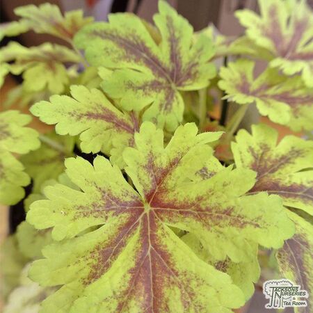Buy Heucherella 'Gold Zebra' (COMMON NAME) online from Jacksons Nurseries.