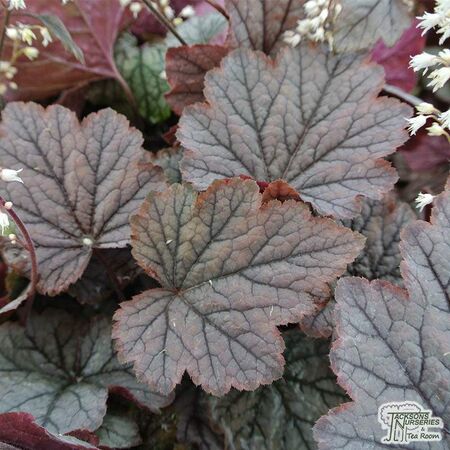 Buy Heucherella ‘Twilight’ (Foamy Bells) online from Jacksons Nurseries.