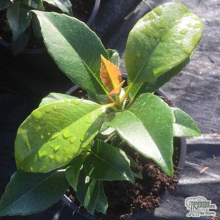 Buy Hydrangea seemanii at Jacksons Nurseries