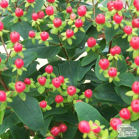 Buy Hypericum x inodorum Magical Red online from Jacksons Nurseries.