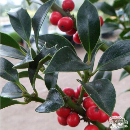 Buy Ilex aquifolium Alaska (Holly) online from Jacksons Nurseries