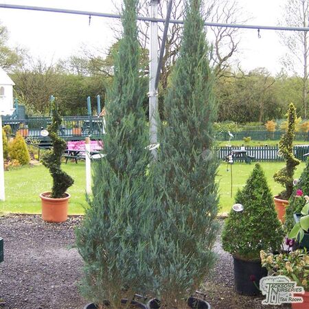 Buy Juniperus scopulorum Skyrocket online from Jacksons Nurseries