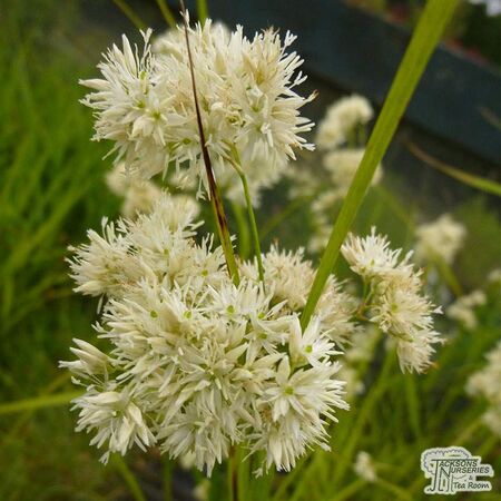 Buy Luzula nivea (Snowy Woodrush) online from Jacksons Nurseries