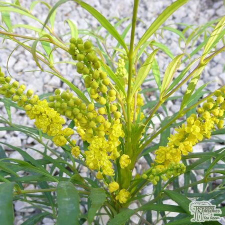Buy Mahonia eurybracteata 'Soft Caress' online from Jacksons Nurseries.