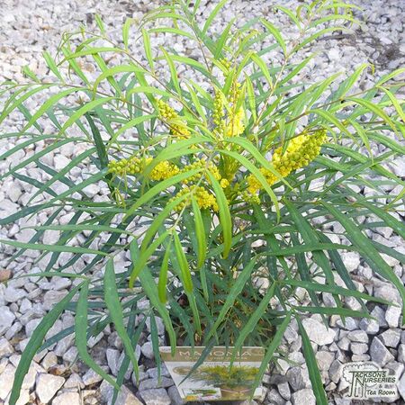 Buy Mahonia eurybracteata 'Soft Caress' online from Jacksons Nurseries.