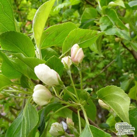 Buy Malus John Downie online from Jacksons Nurseries