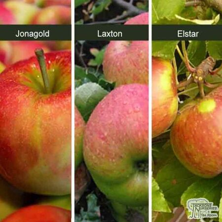 Buy Family Apple Tree online from Jacksons Nurseries