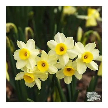 Buy Narcissus - Minnow (Bulbs) in the UK