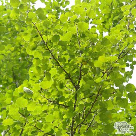 Buy Populus tremula (Aspen) online from Jacksons Nurseries