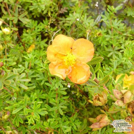Buy Potentilla fruticosa Sunset (Shrubby Cinquefoil) online from Jacksons Nurseries.