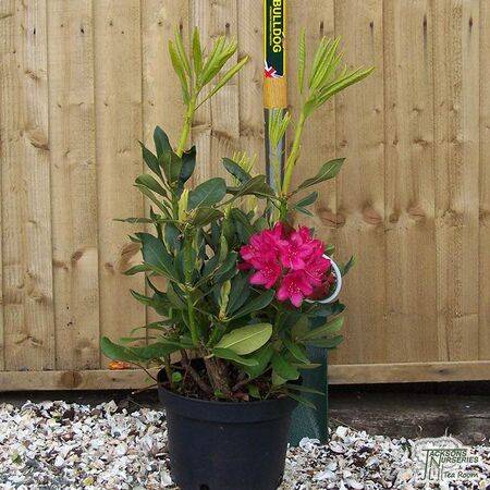 Buy Rhododendron ‘Axel Olsen’