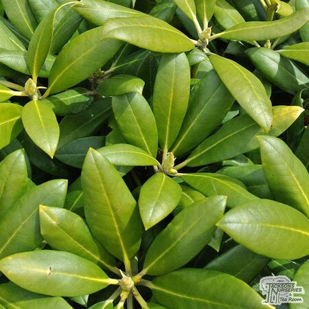 Buy Rhododendron Polaris online from Jacksons Nurseries