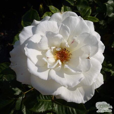 Buy Rosa Margaret Merril online from Jacksons Nurseries
