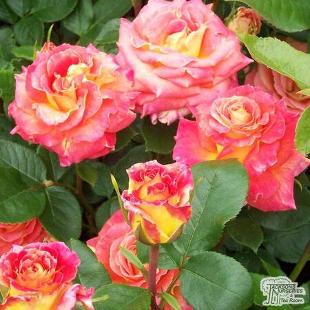 Buy Rosa With Thanks (Hybrid Tea Rose) online from Jacksons Nurseries