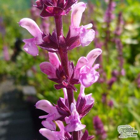 Buy Salvia x sylvestris Rose Queen (Sage) online from Jacksons Nurseries