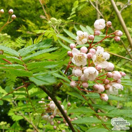 Buy Sorbus discolor (Rowan/Moutain Ash hybrid) online from Jacksons Nurseries.