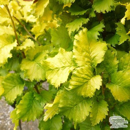 Ulmus x hollandica 'Wredei' (Upright Golden Elm)