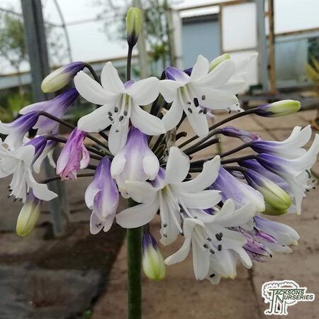 Buy Agapanthus Africanus 'Shooting Stars' online from Jacksons Nurseries