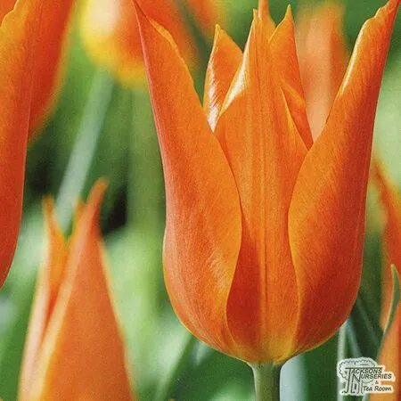 Buy Tulip - Ballerina (Bulbs) in the UK