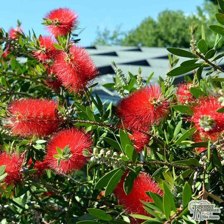 Buy Callistemon Inferno (Bottlebrush) online from Jacksons Nurseries