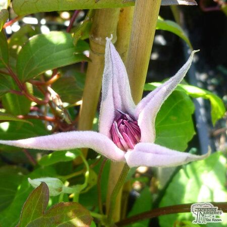 Buy Clematis Hagley Hybrid online from Jacksons Nurseries