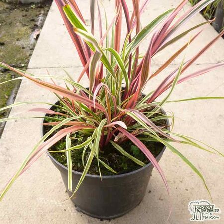 Buy Cordyline banksii x australis 'Can Can' (Cabbage Palm) online from Jacksons Nurseries.