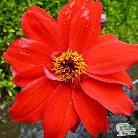 Buy Dahlia ‘Bishop of Llandaff online from Jacksons Nurseries.
