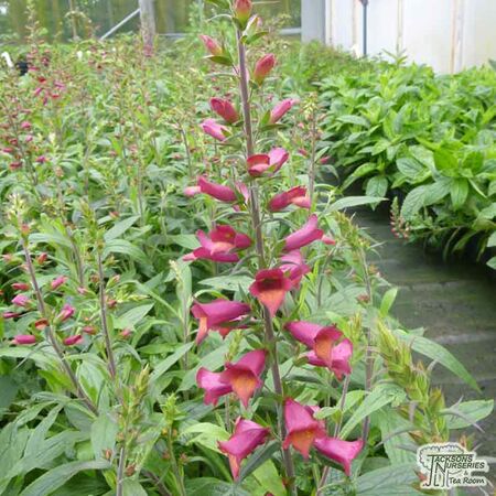 Buy Digitalis 'Illumination Cherry Brandy' (Foxglove) online from Jacksons Nurseries.