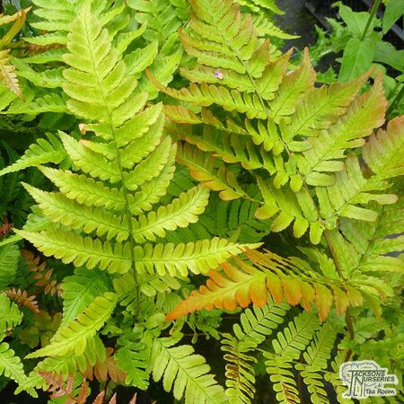 Dryopteris erythrosora 1