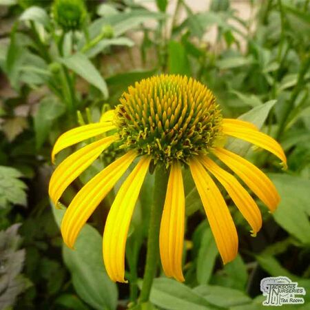 Buy Echinacea purpurea 'Skipper Yellow' (Coneflower) online from Jacksons Nurseries.