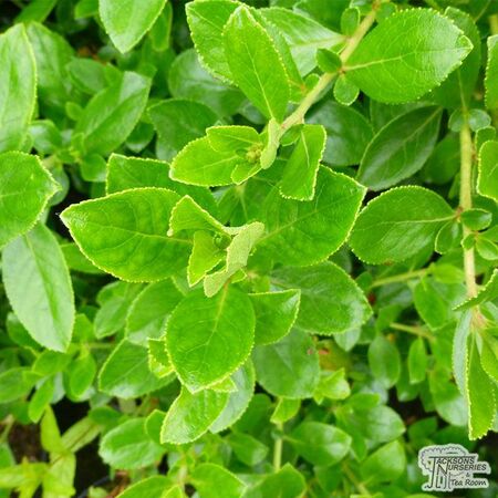Buy Escallonia rubra var. macrantha (Escallonia) online from Jacksons Nurseries