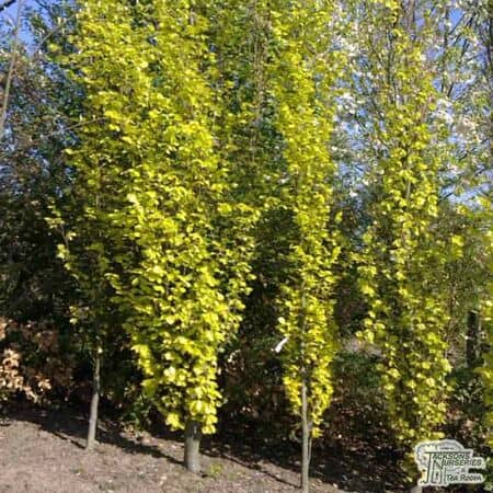Buy Fagus sylvatica Dawyck Gold (Tree) (Golden Fastigiate Beech) online from Jacksons Nurseries