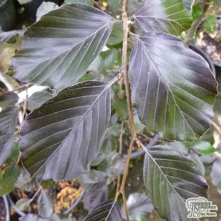 Buy Fagus sylvatica Dawyck Purple (Tree) (Purple Fastigiate Beech) online from Jacksons Nurseries