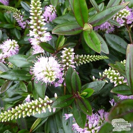Buy Hebe ‘Pink Candy’(Shrubby Veronica) online from Jacksons Nurseries.