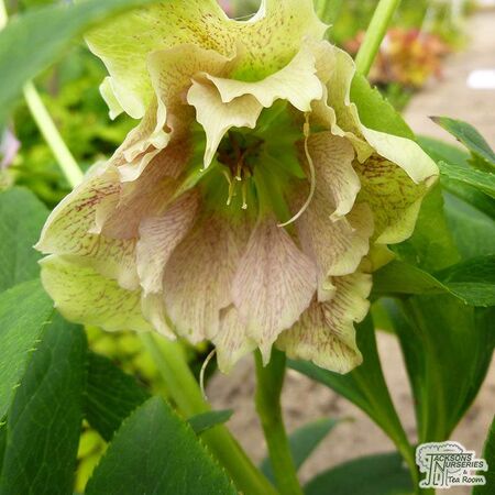 Buy Helleborus ‘Double Queen Mixed’ (Lenten rose) online from Jacksons Nurseries.
