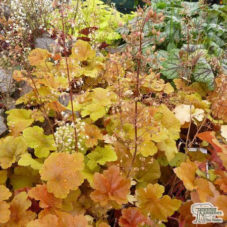 Buy Heuchera 'Autumn Glow' (Coral Bells) online from Jacksons Nurseries.