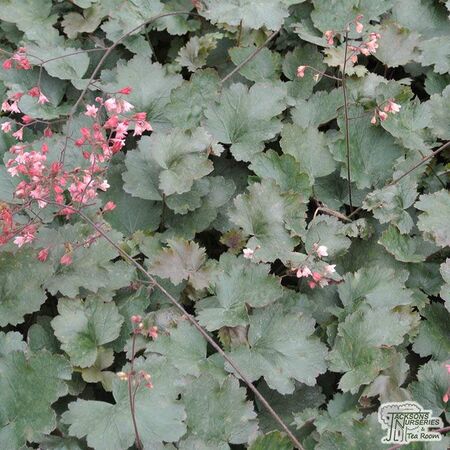 Buy Heuchera 'Fireworks' online from Jacksons Nurseries.