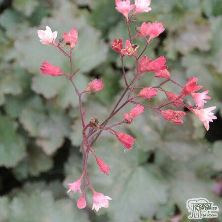 Buy Heuchera 'Fireworks' online from Jacksons Nurseries.
