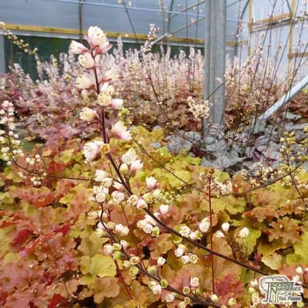 Heuchera Marmalade 8
