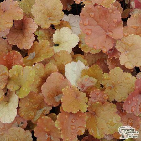 Buy Heuchera 'Sunrise' online from Jacksons Nurseries.