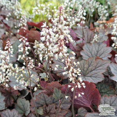 Buy Heucherella ‘Twilight’ (Foamy Bells) online from Jacksons Nurseries.