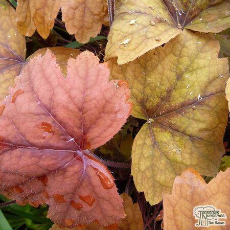 Buy Heucherella tiarelloides (Foamy Bells) online from Jacksons Nurseries