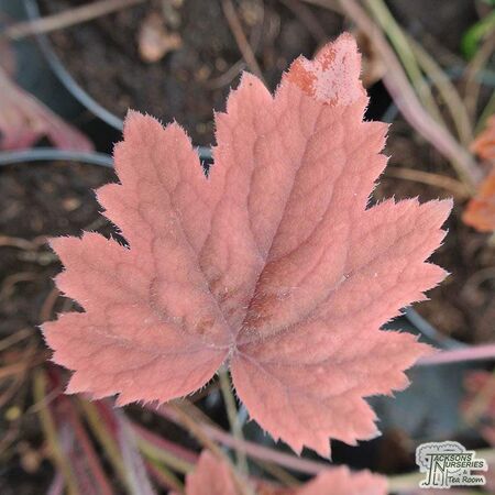 Buy Heucherella tiarelloides (Foamy Bells) online from Jacksons Nurseries