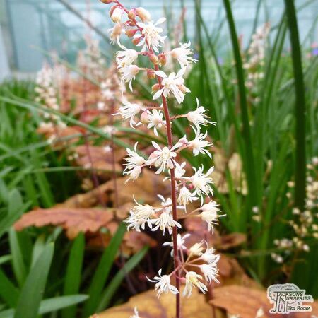 Buy Heucherella tiarelloides (Foamy Bells) online from Jacksons Nurseries