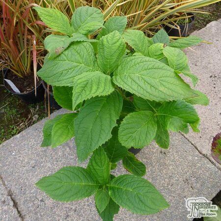 Buy Hydrangea macrophylla Bouquet-Rose (Hydrangea Mophead) online from Jacksons Nurseries