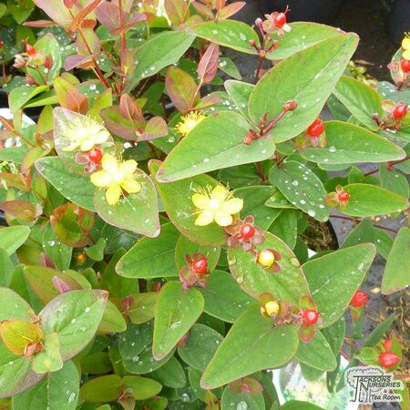 Buy Hypericum x inodorum Magical Red online from Jacksons Nurseries.
