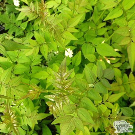 Buy Jasminum officinale 'Devon Cream' (Jasmine ‘Devon Cream’) online from Jacksons Nurseries