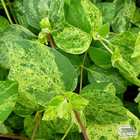 Buy Lonicera japonica Mint Crisp online from Jacksons Nurseries
