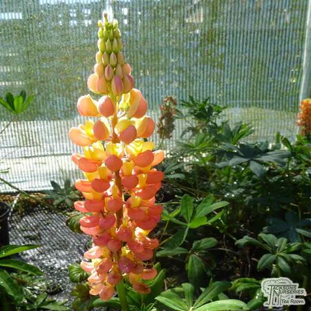 Buy Lupinus ‘Gladiator’ (West Country Lupin) online from Jacksons Nurseries.